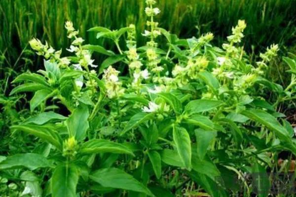 香草的种类，常见的有迷迭香、罗勒等