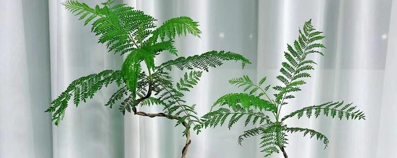 蓝花楹叶子掉光的原因，可能是温度不适所致