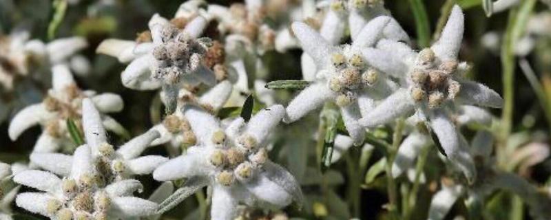 火绒草是不是菊科，是菊科、火绒草属多年生草本植物