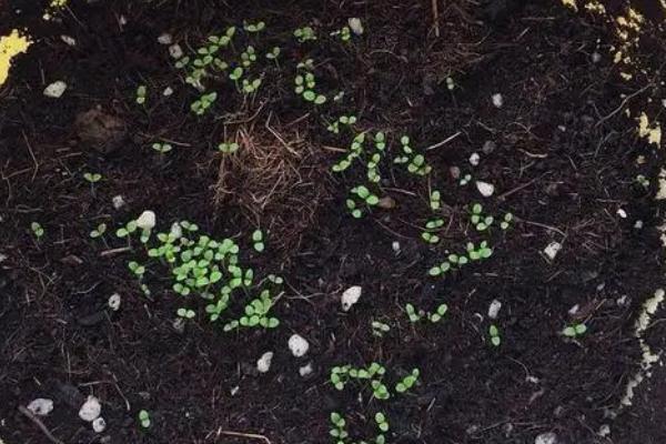 牵牛花籽几月播种，3-4月份播种为佳