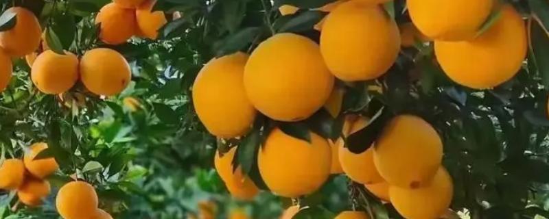 缓解疲劳的水果有哪些，常见的有橙子、火龙果等