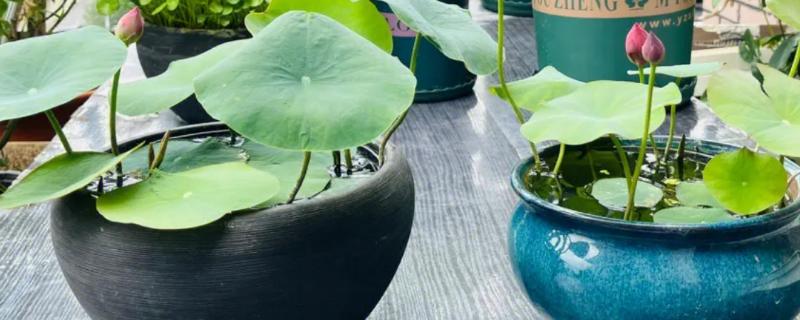 种植碗莲需要多深的盆，要18-20cm深的盆