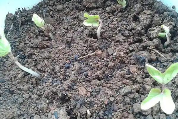 牵牛花籽几月播种，3-4月份播种为佳