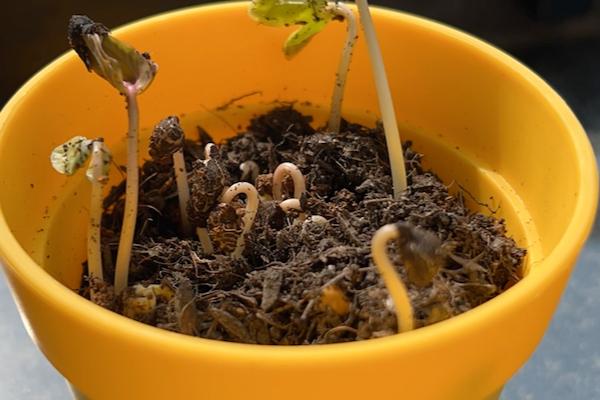 牵牛花籽几月播种，3-4月份播种为佳