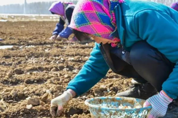 北方春季种大蒜的时间，4月份种植可在7月份收获