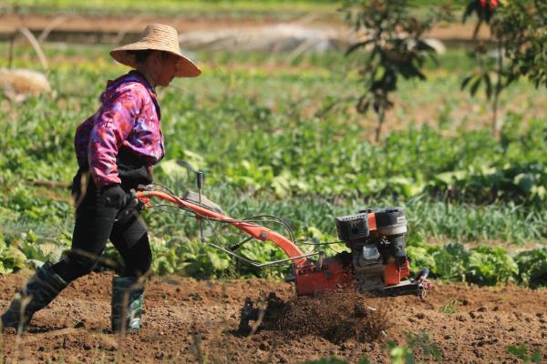 北方春季种大蒜的时间，4月份种植可在7月份收获