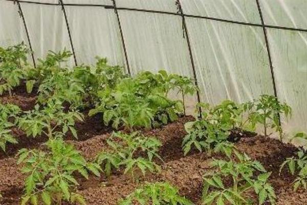 怎么防治番茄晚疫病，轮作、种植抗病品种能起到预防效果