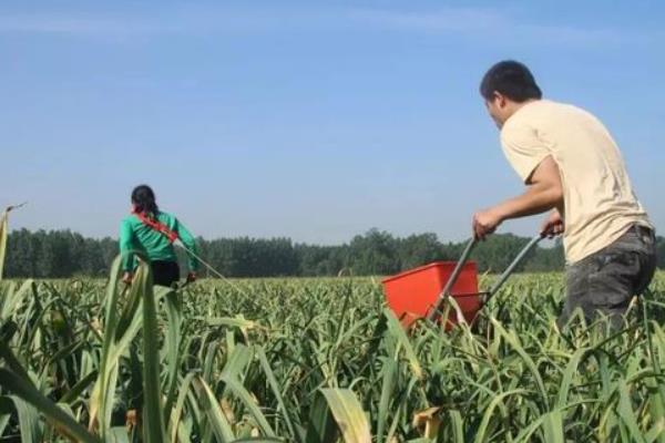 北方春季种大蒜的时间，4月份种植可在7月份收获