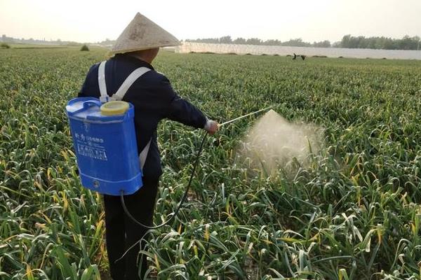 北方春季种大蒜的时间，4月份种植可在7月份收获