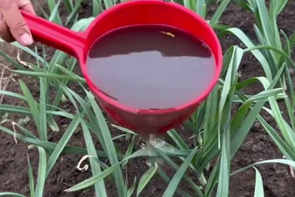 北方春季种大蒜的时间，4月份种植可在7月份收获