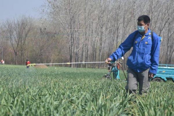 北方春季种大蒜的时间，4月份种植可在7月份收获