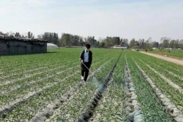 北方春季种大蒜的时间，4月份种植可在7月份收获