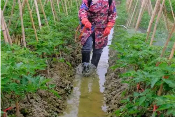 怎么防治番茄晚疫病，轮作、种植抗病品种能起到预防效果