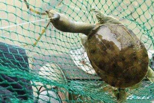 冬天能钓甲鱼吗，冬季很难钓到甲鱼