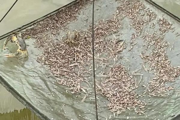 石蛙苗的养殖方法，每天上午、下午均投喂一次