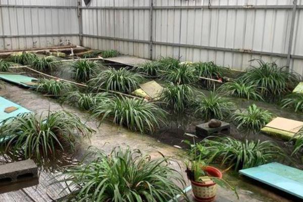 石蛙苗的养殖方法，每天上午、下午均投喂一次