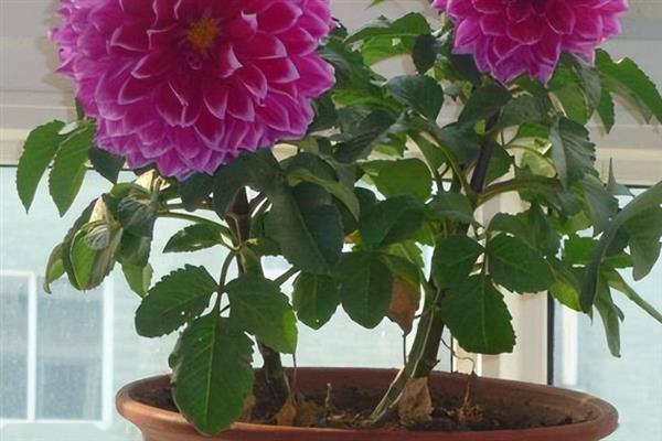 大丽花简介，是多年生草本植物