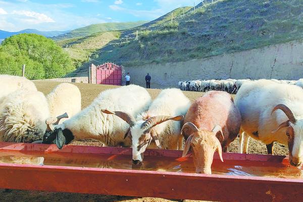 养羊的基本知识，需注意饲养、水源和发情周期等