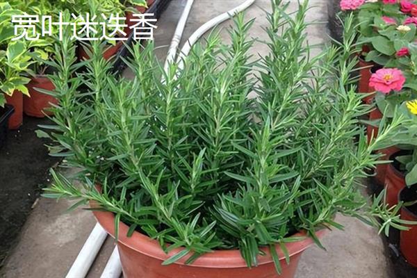 迷迭香是什么植物，属于灌木类的植物