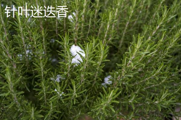 迷迭香是什么植物，属于灌木类的植物