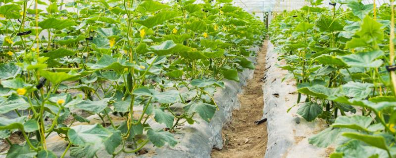 棚室里面的芹菜怎么施肥，蹲苗后亩施硝酸磷肥20公斤