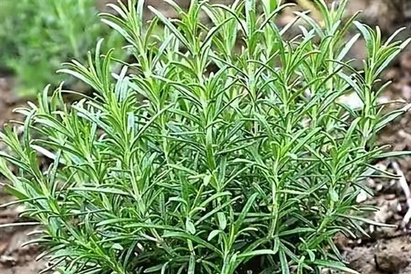 迷迭香是什么植物，属于灌木类的植物