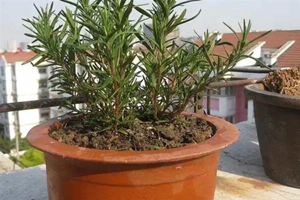迷迭香是什么植物，属于灌木类的植物