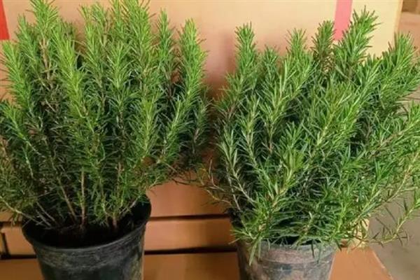 迷迭香是什么植物，属于灌木类的植物