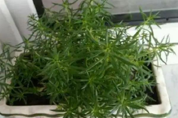 迷迭香是什么植物，属于灌木类的植物