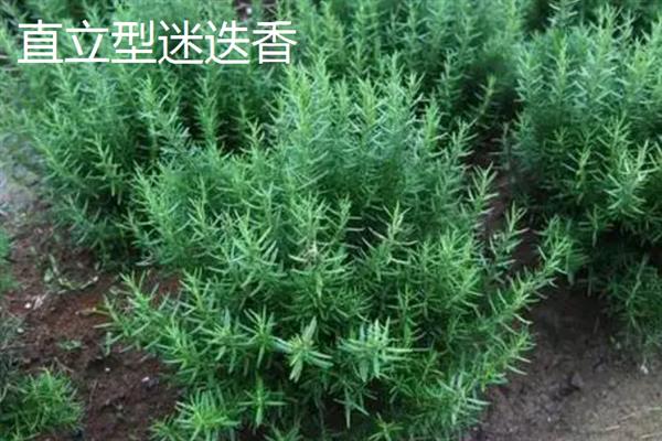 迷迭香是什么植物，属于灌木类的植物