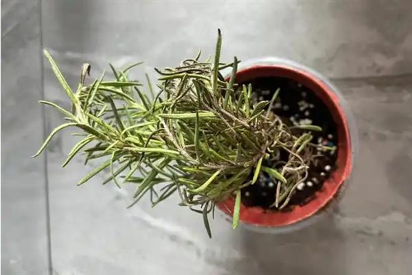 迷迭香是什么植物，属于灌木类的植物
