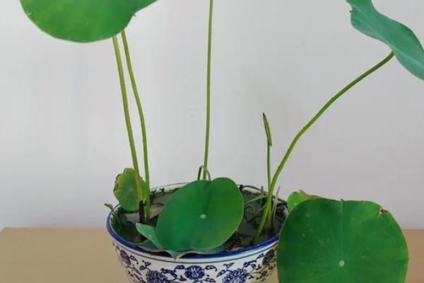 种植碗莲需要多深的盆，要18-20cm深的盆