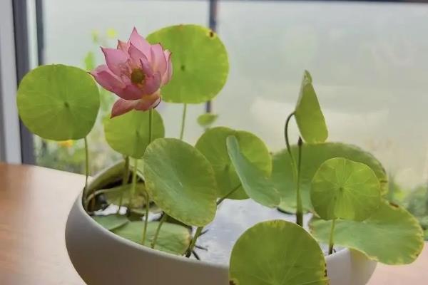 种植碗莲需要多深的盆，要18-20cm深的盆