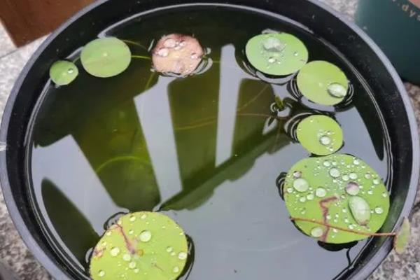 种植碗莲需要多深的盆，要18-20cm深的盆