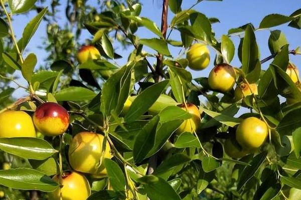 哪种枣树苗品种好，常见的有月光枣、伏脆蜜枣等