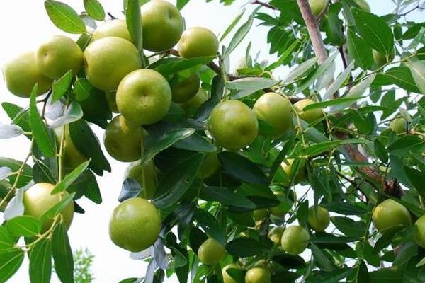 哪种枣树苗品种好，常见的有月光枣、伏脆蜜枣等