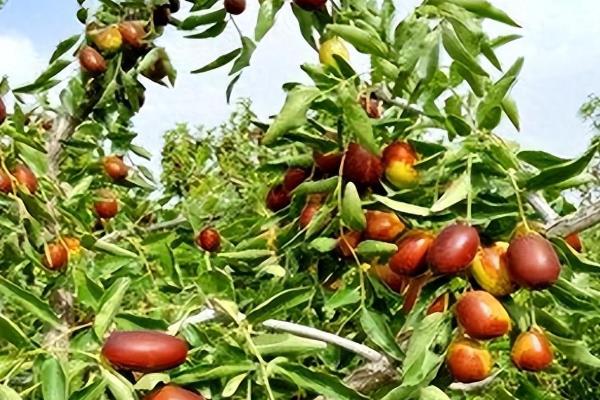 哪种枣树苗品种好，常见的有月光枣、伏脆蜜枣等