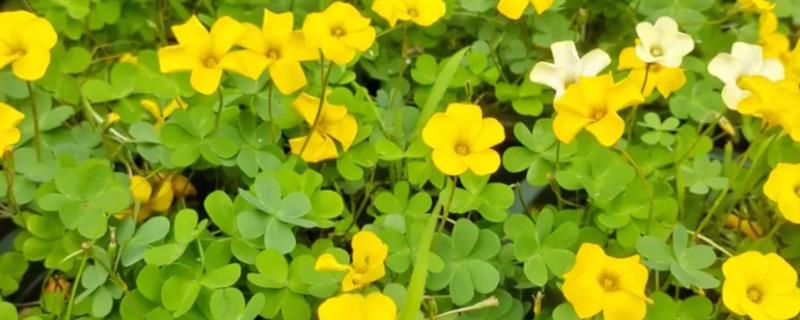 酢浆草又细又长怎么处理，增加光照可让植株茁壮生长