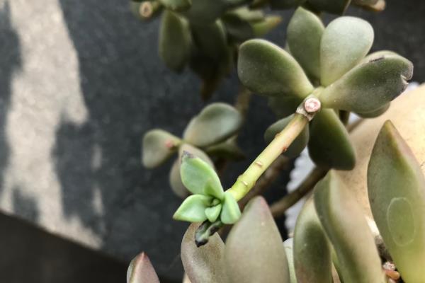 如何给姬胧月修根，正常生长的姬胧月是无需修根的
