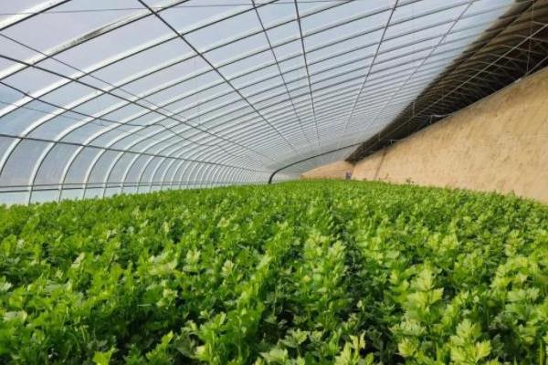 棚室里面的芹菜怎么施肥，蹲苗后亩施硝酸磷肥20公斤
