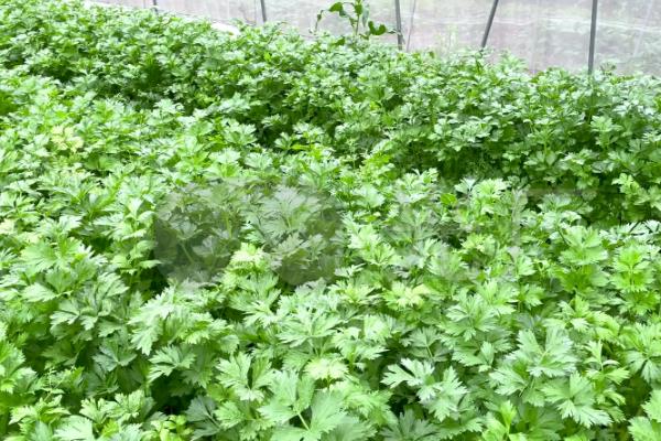 棚室里面的芹菜怎么施肥，蹲苗后亩施硝酸磷肥20公斤
