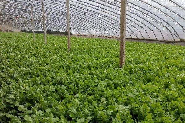 棚室里面的芹菜怎么施肥，蹲苗后亩施硝酸磷肥20公斤