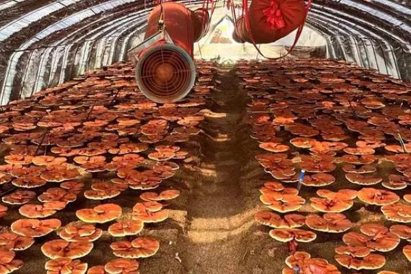 灵芝菌蚊的防治方法，日常管理工作尽可能安排在白天进行
