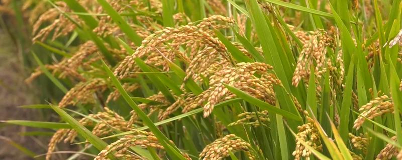 我国主要种植哪些农作物，包括水稻、土豆、花生等品种
