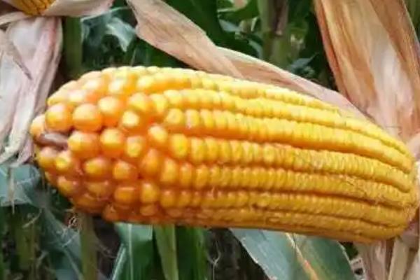 登海682玉米种的特征特性，全生育期约101天