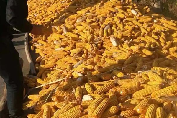 登海682玉米种的特征特性，全生育期约101天