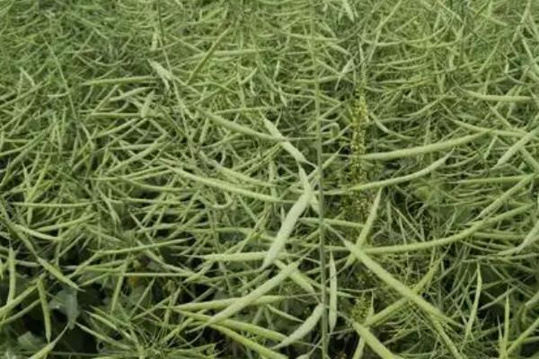 我国主要种植哪些农作物，包括水稻、土豆、花生等品种