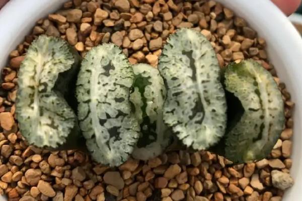 玉扇的简介，别称叫做截形十二卷