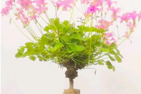 酢浆草又细又长怎么处理，增加光照可让植株茁壮生长