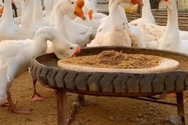 鹅能驱蛇吗，养鹅是可以驱赶蛇的